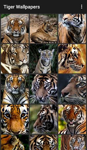 Tiger Wallpapers screenshot 1