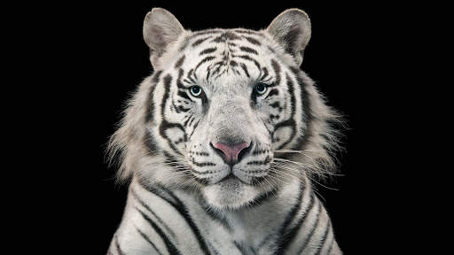 White Tiger Live Wallpaper (Backgrounds) 10 تصوير الشاشة