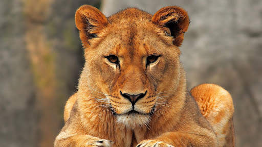 Lion Live Wallpaper (Wallpapers & Backgrounds) screenshot 12