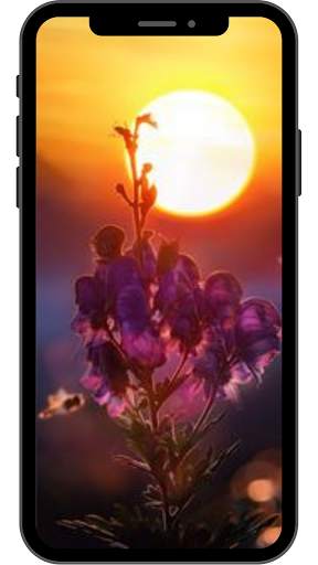 Sunset Wallpaper for Android 4K HD screenshot 9