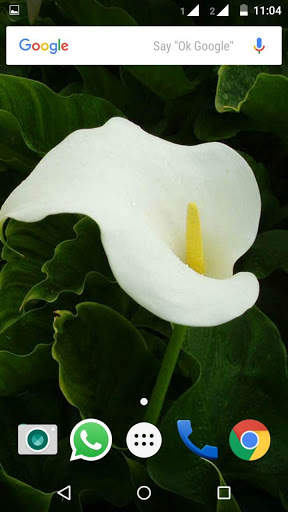 Calla Lilly Wallpapers HD 1 تصوير الشاشة