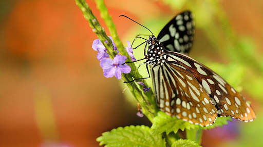 Butterfly Wallpapers HD & 4k Backgrounds screenshot 13