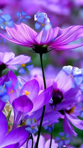 Flower Images, Flower Wallpapers, Roses 7 تصوير الشاشة
