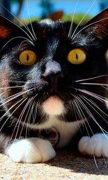Black Cat Live Wallpaper screenshot 1