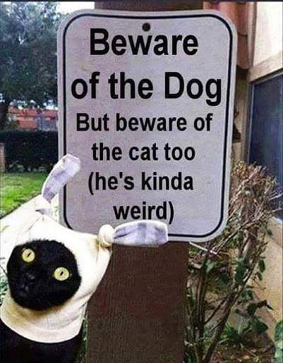 Best Funny Animal Pics screenshot 3