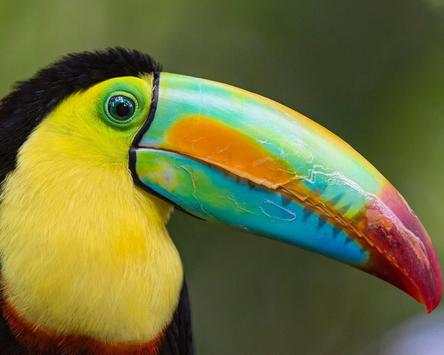 Birds Jigsaw Games Puzzle screenshot 5