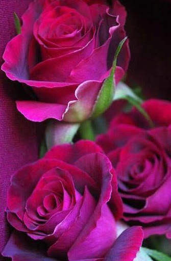 Flowers and Roses Images Gifs screenshot 8