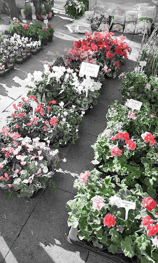 Splash Color Camera Selector screenshot 3