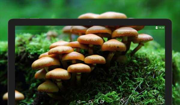 Mushroom Wallpapers HD (backgrounds & themes) screenshot 12