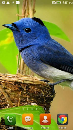 Small Bird Live Wallpaper screenshot 2