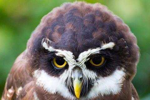Owl Wallpaper screenshot 5