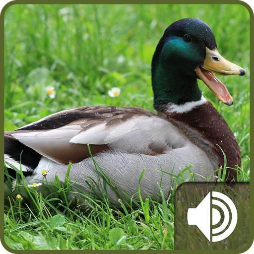 Duck Sounds 1.0
