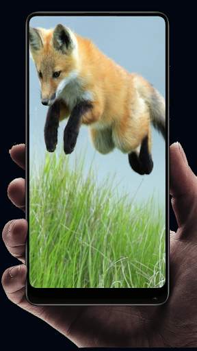 Fox Wallpaper HD screenshot 1