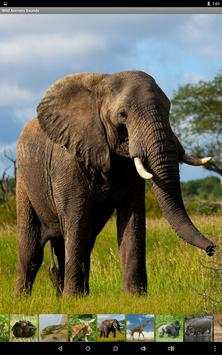 Wild Animals Sounds screenshot 8