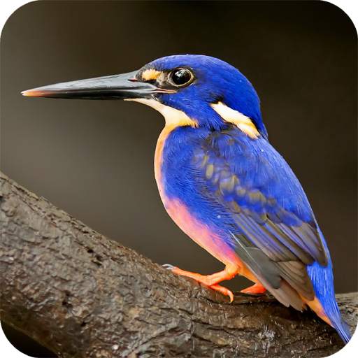 Bird Wallpaper 1.04