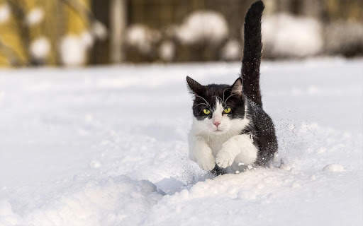 Snow Cats Live Wallpaper screenshot 15