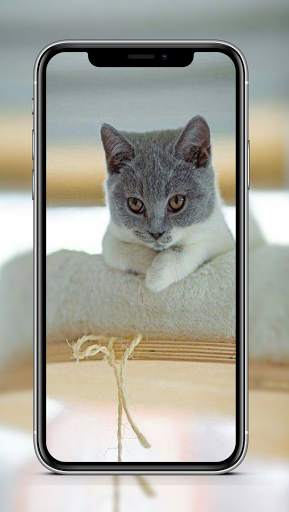 Cute Cat & Kitten Wallpaper HD OFFLINE screenshot 7