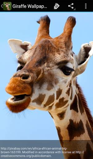 Giraffe Wallpaper screenshot 6
