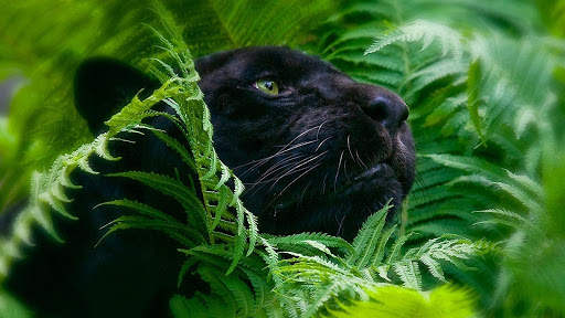 Panther Wallpapers: backgrounds hd screenshot 16