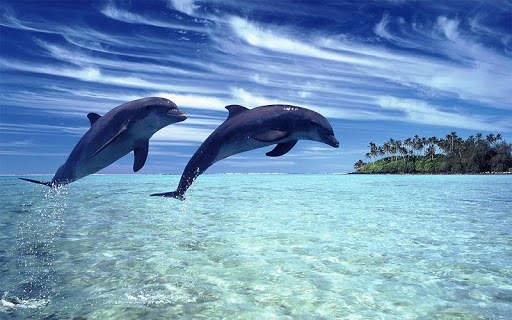 Dolphins Wallpaper screenshot 5