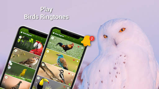 Animal Ringtones - Birds Sound screenshot 2