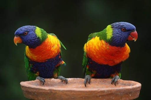 Birds Images App screenshot 3
