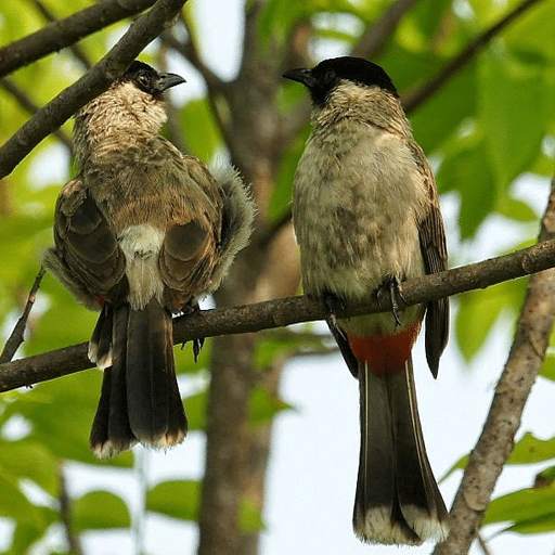 Suara pikat burung kutilang 14.0