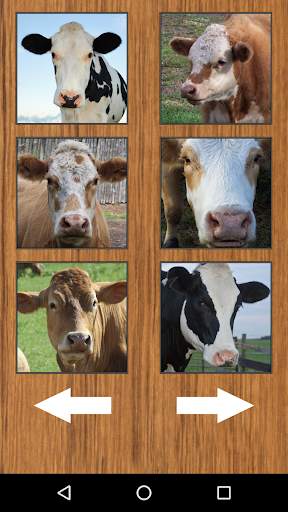 Funny Cow Farm Sounds screenshot 4