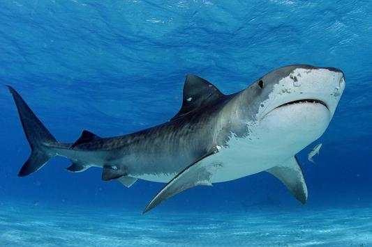 Tiger Shark Live Wallpaper screenshot 4