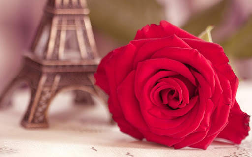 Red Rose Wallpapers screenshot 16