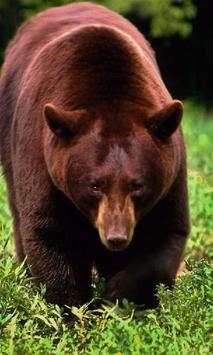 Brown Bear Jigsaw Puzzles screenshot 1