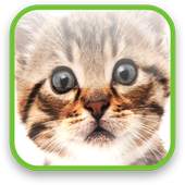 Cute Kitty Video Wallpaper 1.4