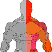 Muscleman 1.0