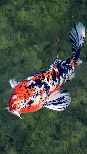 Interactive Koi Fish 3D screenshot 1