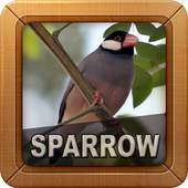 Sparrow Bird Sounds 2.0