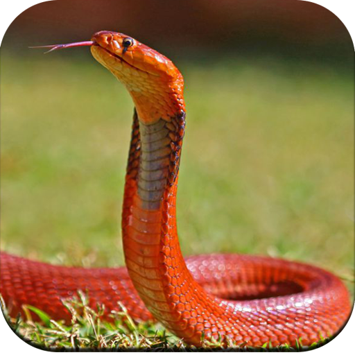 Snake Wallpaper HD icon