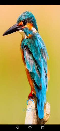 Thai Bird sounds screenshot 1