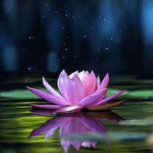 Magical Lotus Live Wallpaper 3