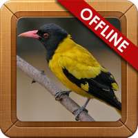 Suara Burung Kepodang Gacor