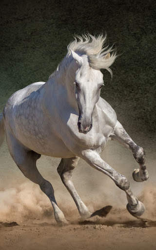 Horse Wallpapers | hd backgrounds screenshot 10