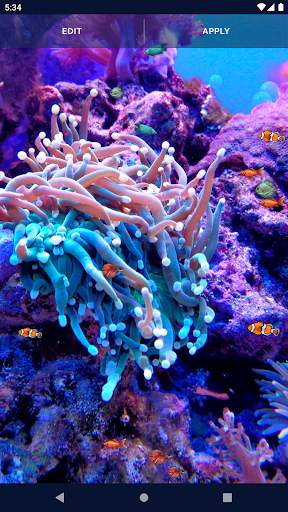 Ocean Fish Live Wallpaper 4K screenshot 5