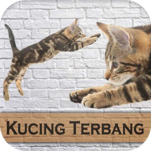 Game Kucing Terbang - Permainan Game Kucing Baru 1.0