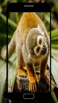 Monkey Wallpapers screenshot 4