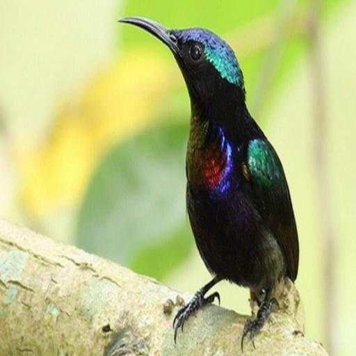 Suara Kolibri Buat Pikat 9.6
