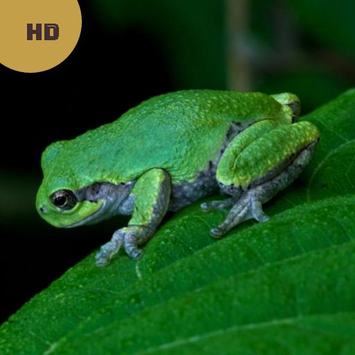 Frog Sounds  - Frog Calls icon