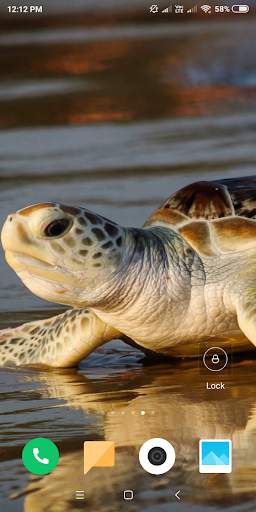 Turtle HD Wallpaper screenshot 15