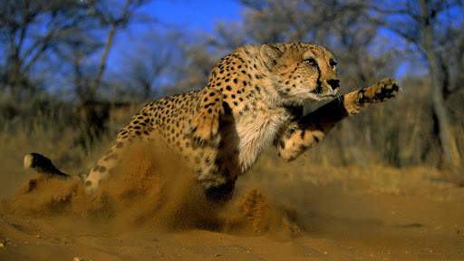 Cheetah Wallpapers : backgrounds hd screenshot 11