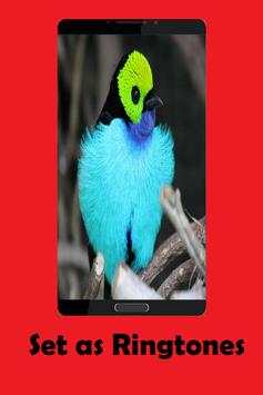 Birds Sounds screenshot 2