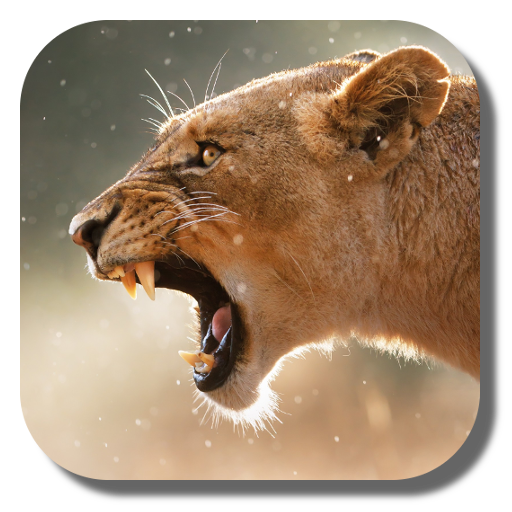 Lion Live Wallpaper icon
