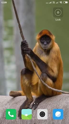 Monkey Wallpaper screenshot 14